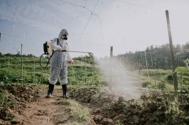 Wasp Removal Services in Thunder Mountain, NM