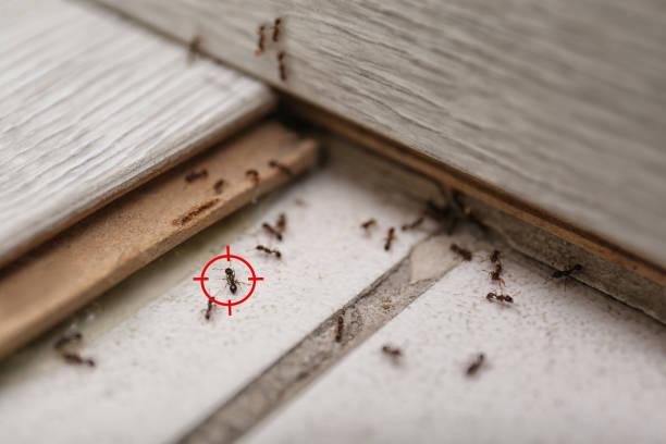 Professional Pest Control in Thunder Mountain, NM