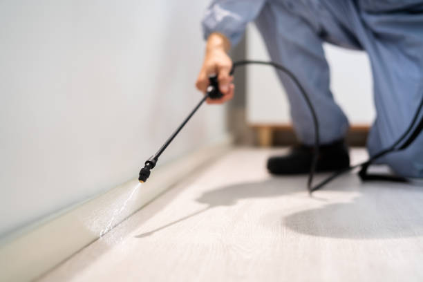 Best Wasp Removal Services  in Thunder Mountain, NM