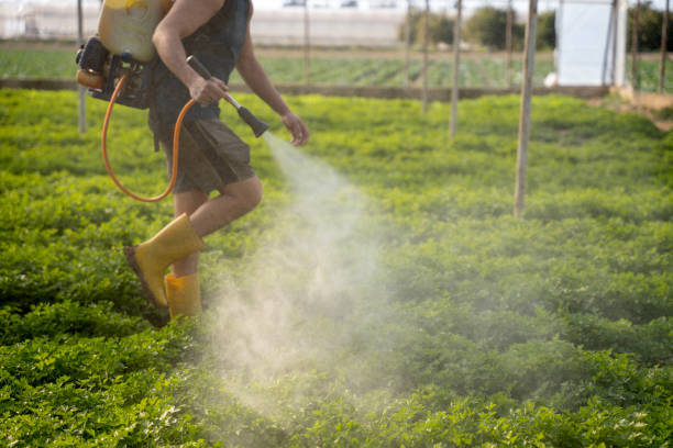 Best Mosquito Control Services  in Thunder Mountain, NM