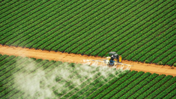 Best Ant Control Services  in Thunder Mountain, NM