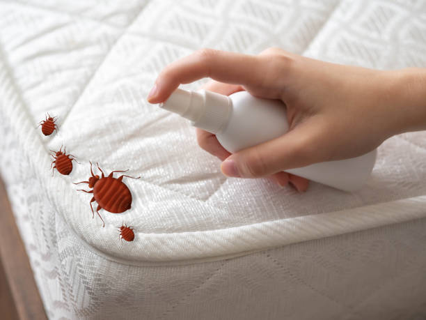 Best Affordable Pest Control Services  in Thunder Mountain, NM
