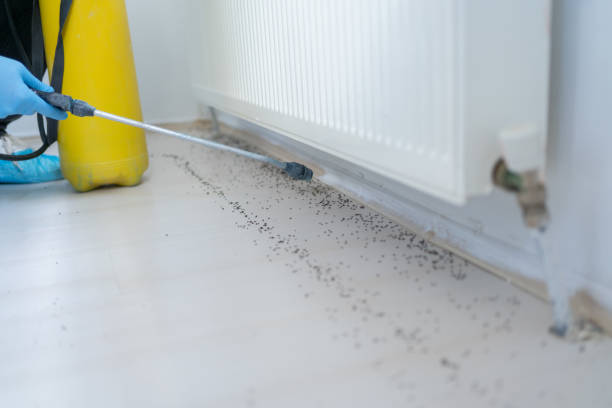 Professional Pest Control in Thunder Mountain, NM
